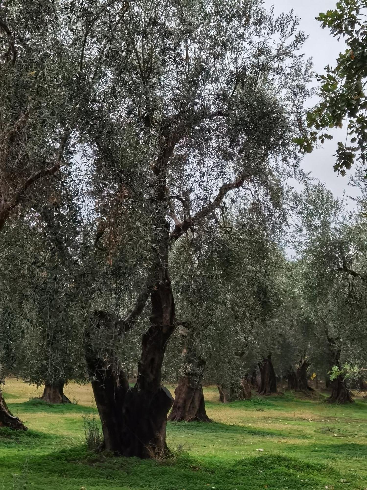 Suites Dimora Garibaldi Peschici Dış mekan fotoğraf